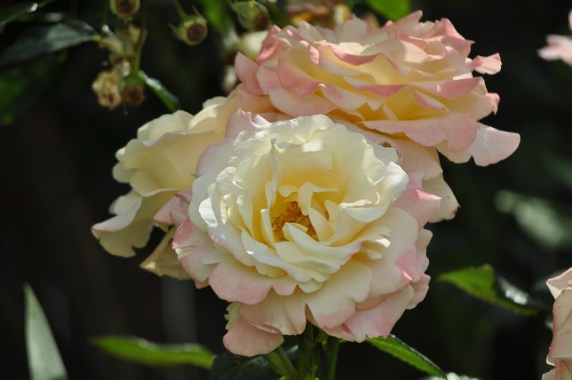 _DSC0233 - VARA 2021_2