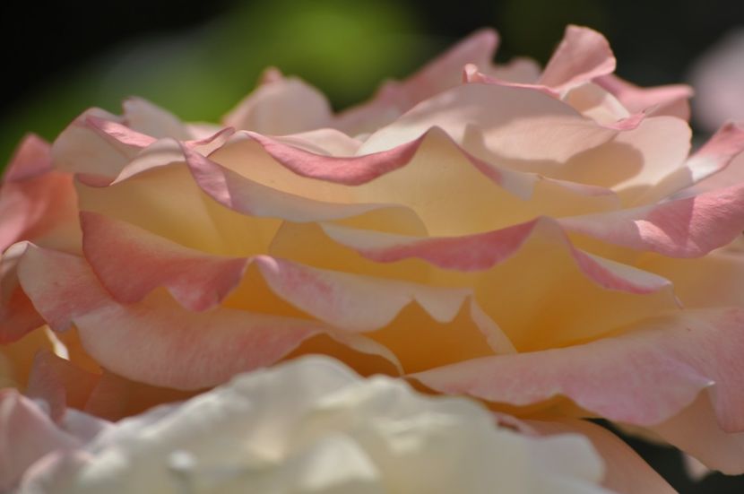 _DSC0237 - VARA 2021_2