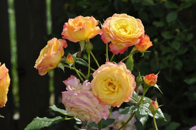 _DSC0238 - VARA 2021_2