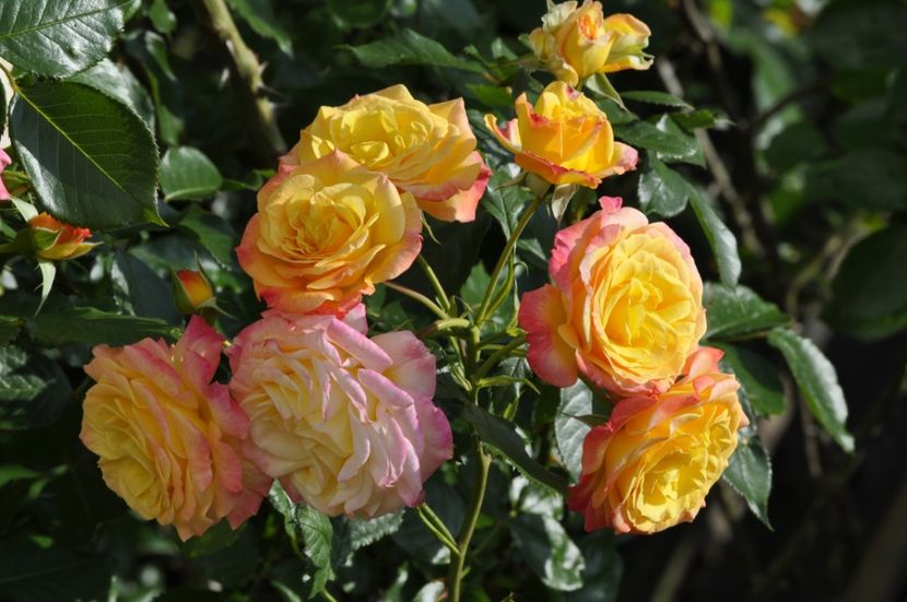 _DSC0239 - VARA 2021_2