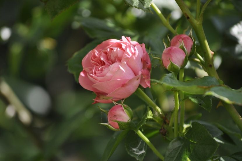 _DSC0240 - VARA 2021_2