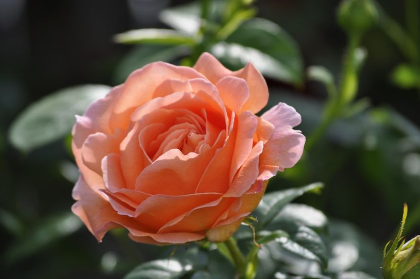 _DSC0241 - VARA 2021_2