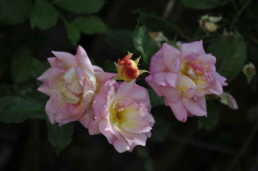 _DSC0243 - VARA 2021_2