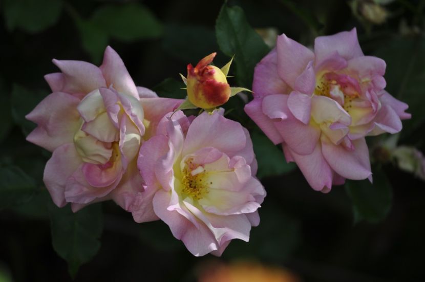 _DSC0244 - VARA 2021_2