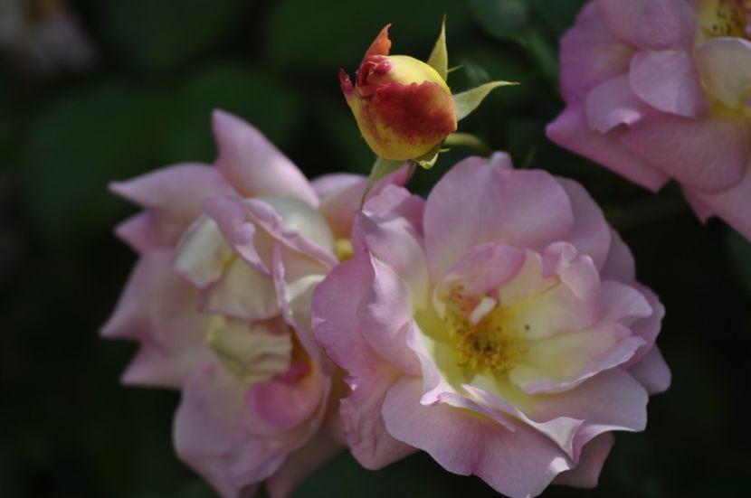 _DSC0245 - VARA 2021_2