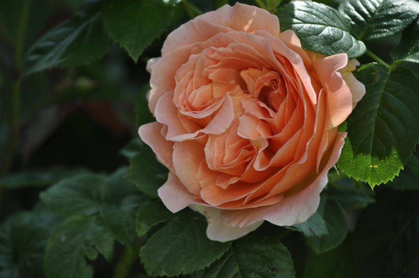 _DSC0246 - VARA 2021_2