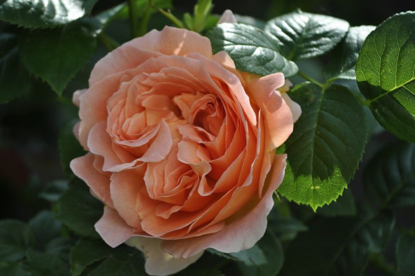 _DSC0247 - VARA 2021_2