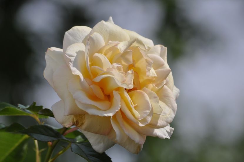 _DSC0248 - VARA 2021_2