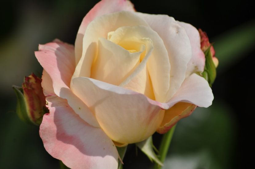 _DSC0251 - VARA 2021_2