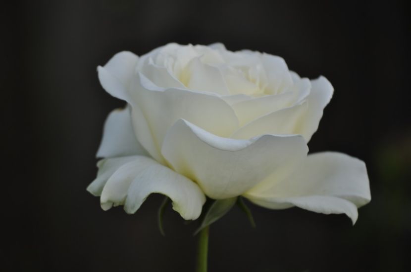 _DSC0254 - VARA 2021_2