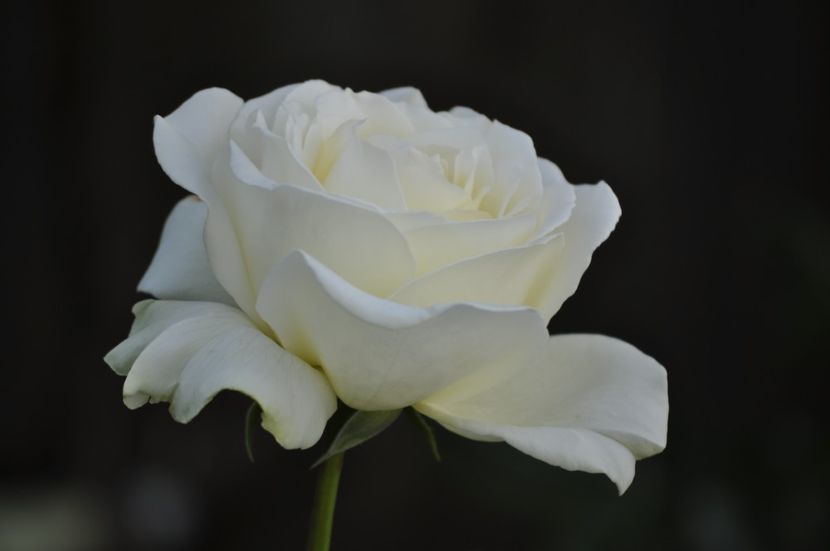 _DSC0255 - VARA 2021_2