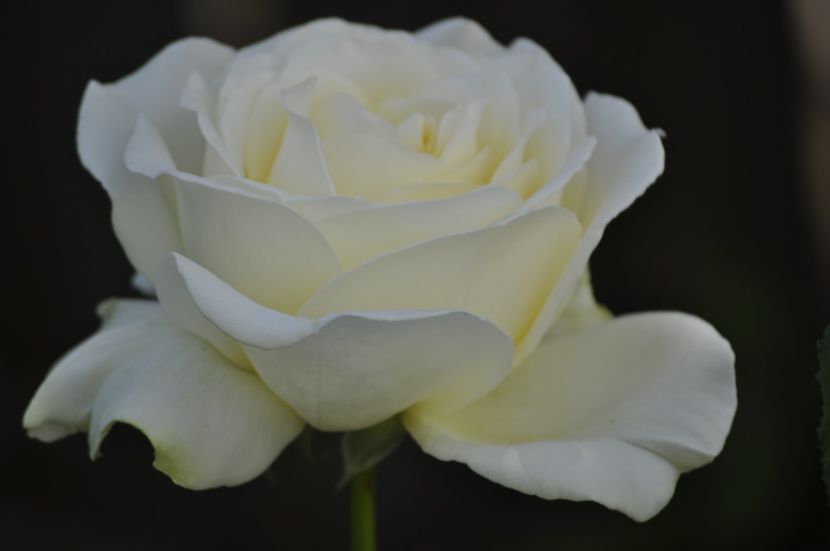 _DSC0256 - VARA 2021_2