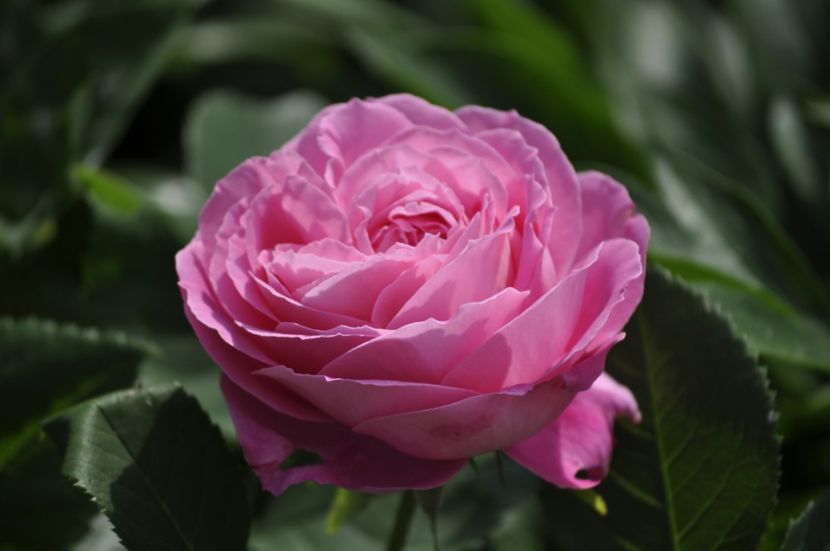 _DSC0262 - VARA 2021_2