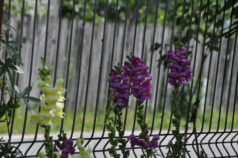 _DSC0326 - VARA 2021_2