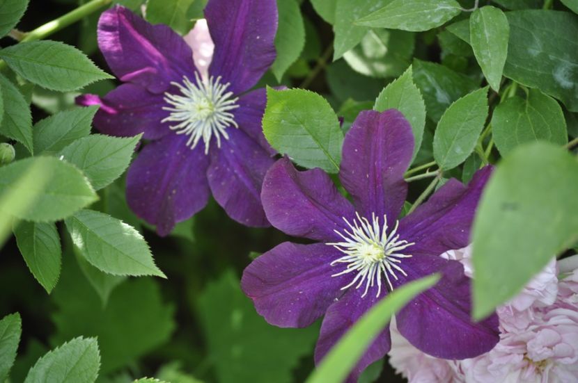 _DSC0330 - VARA 2021_2