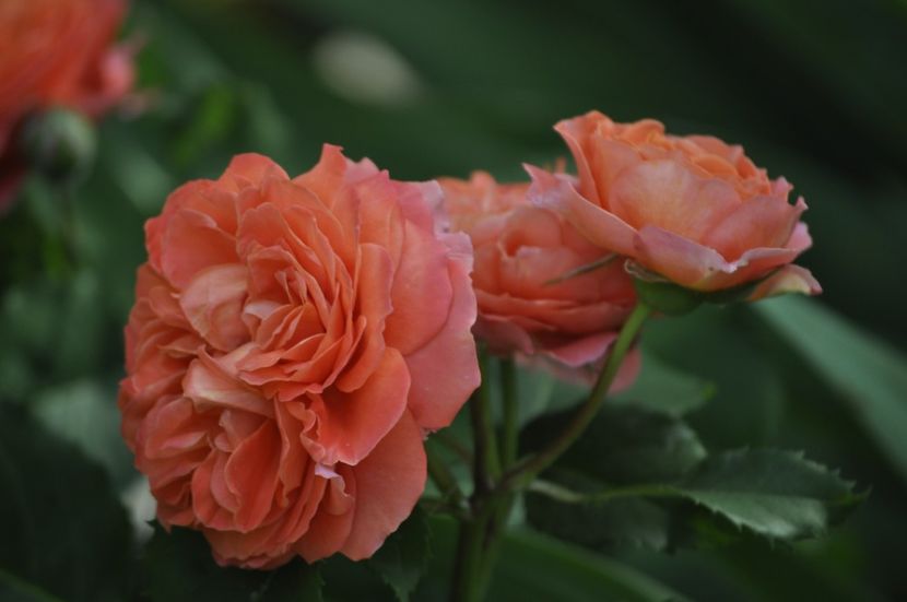_DSC0332 - VARA 2021_2