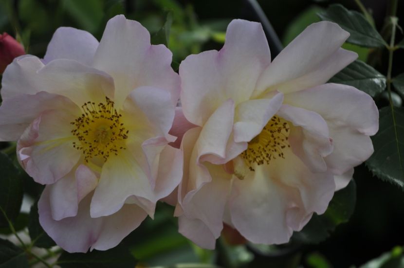 _DSC0334 - VARA 2021_2