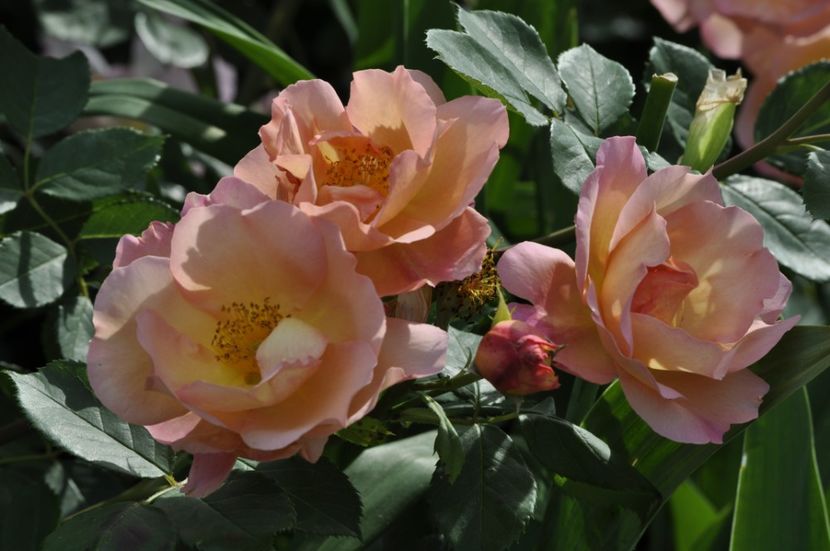 _DSC0335 - VARA 2021_2