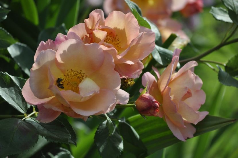 _DSC0338 - VARA 2021_2