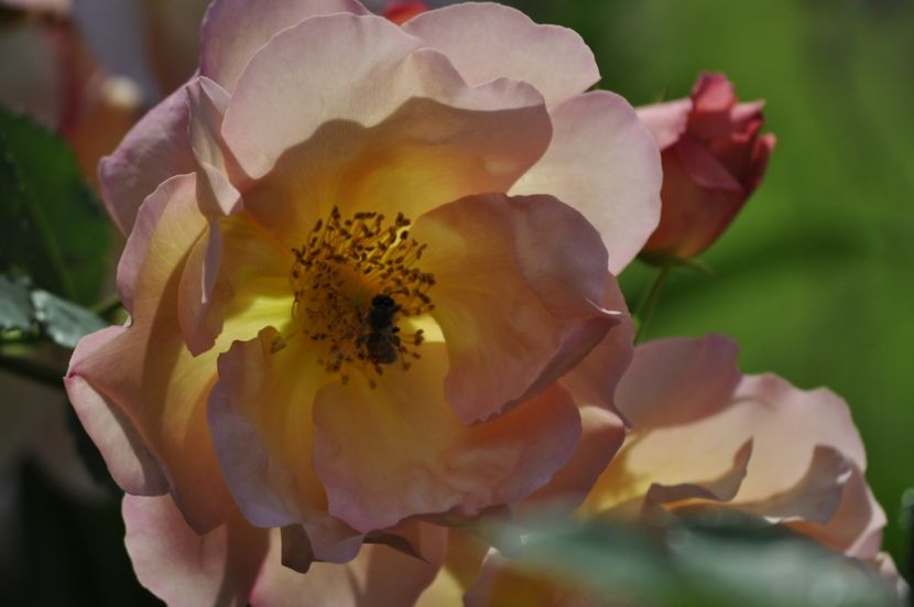 _DSC0339 - VARA 2021_2