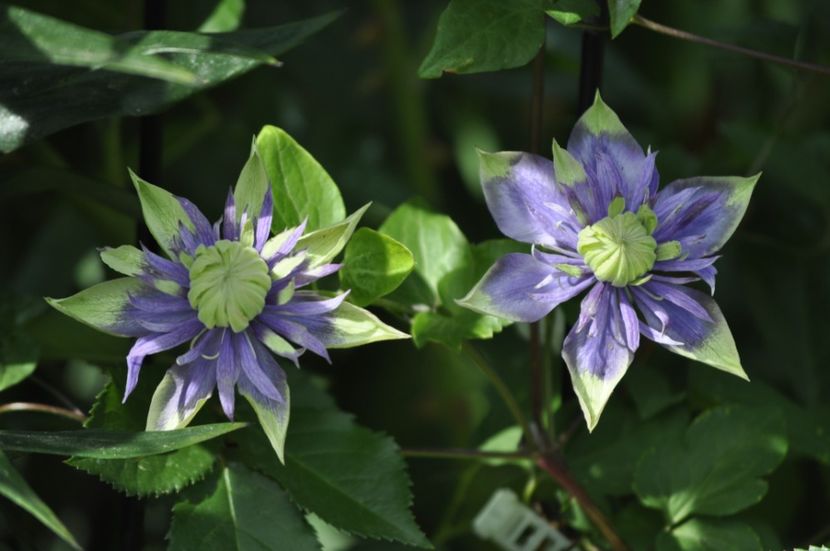 _DSC0342 - VARA 2021_2