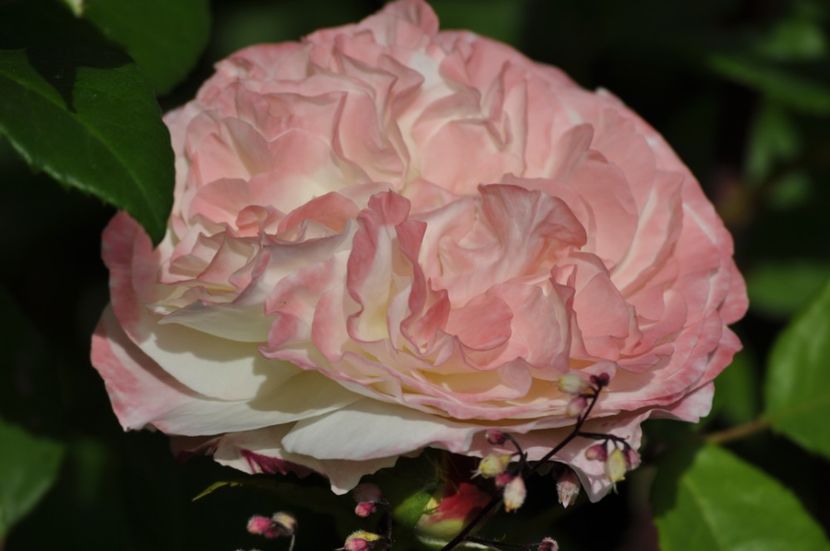 _DSC0343 - VARA 2021_2