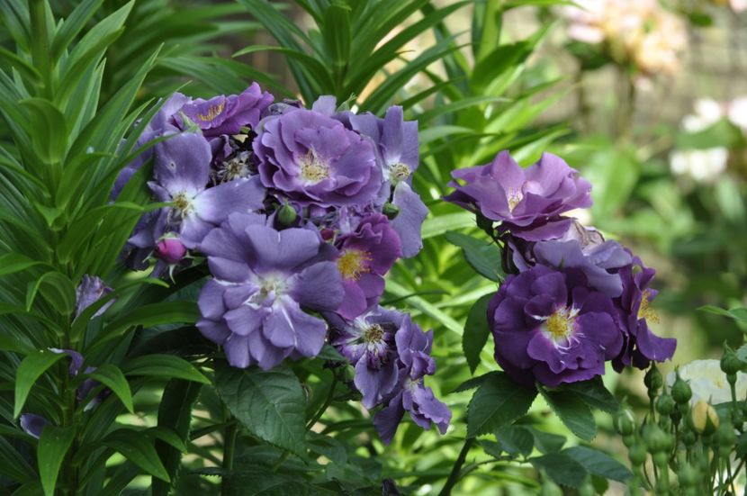 _DSC0359 - VARA 2021_2