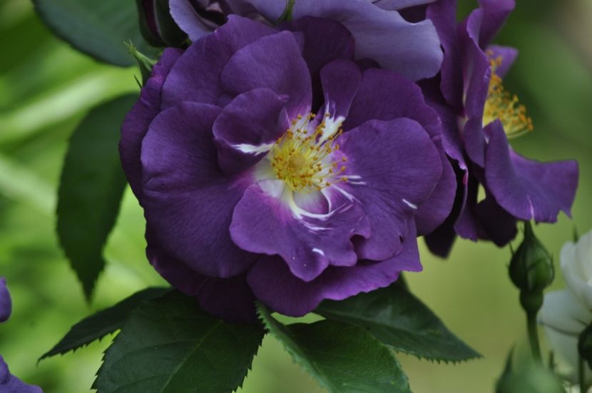 _DSC0360 - VARA 2021_2