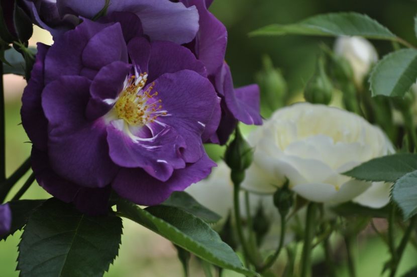 _DSC0367 - VARA 2021_3