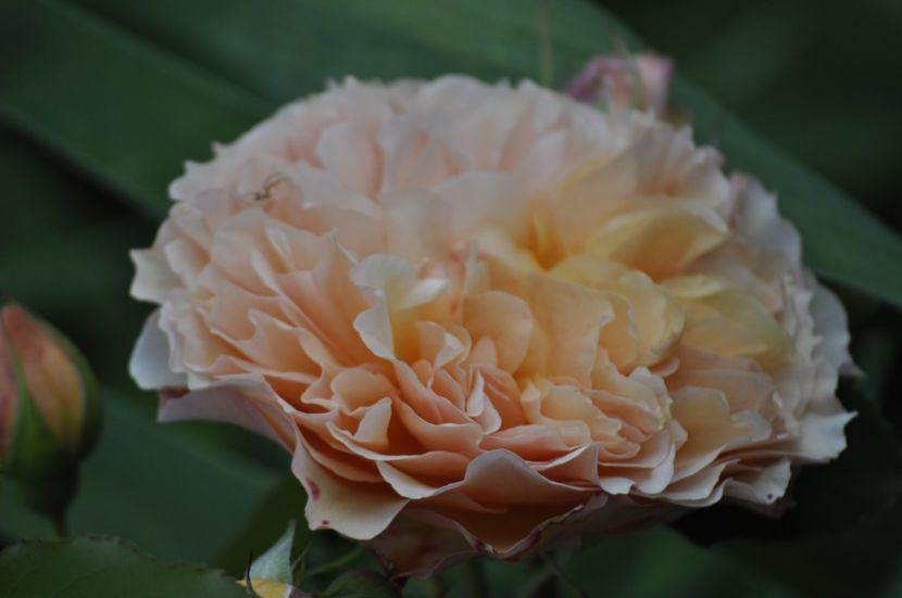 _DSC0383 - VARA 2021_3