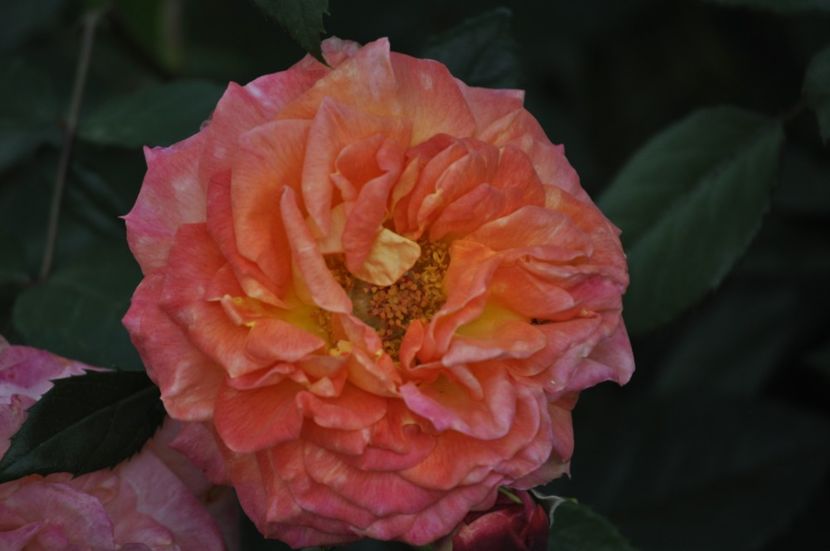 _DSC0384 - VARA 2021_3