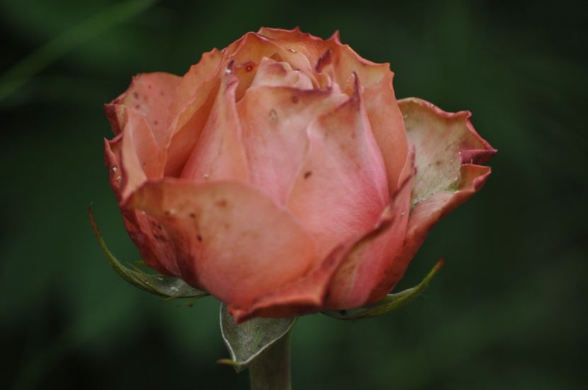 _DSC0410 - VARA 2021_3
