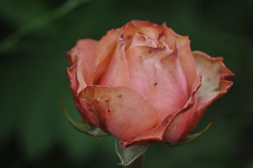 _DSC0412 - VARA 2021_3