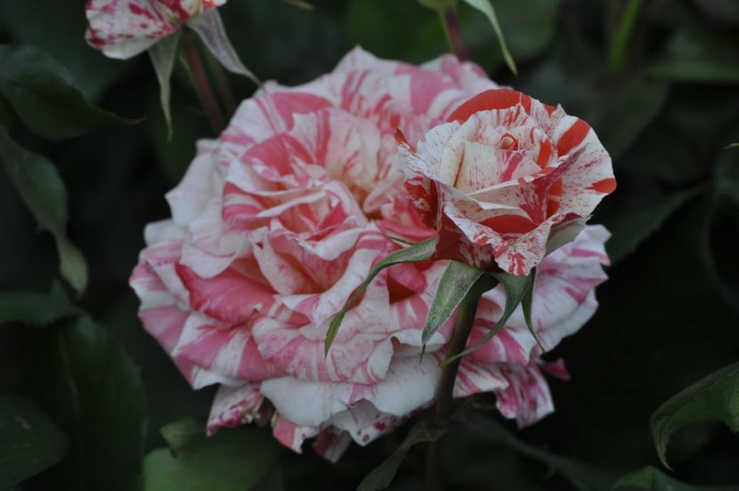 _DSC0415 - VARA 2021_3