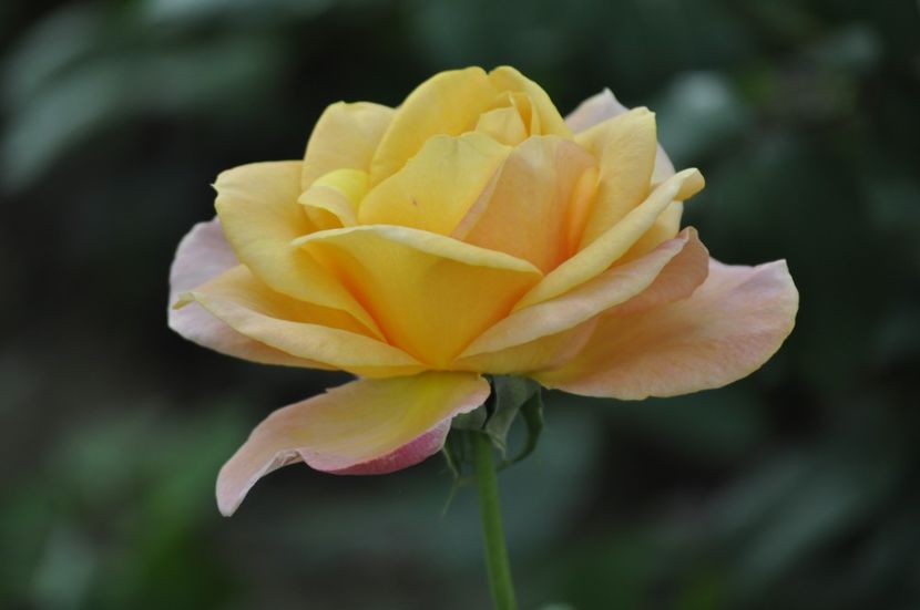 _DSC0416 - VARA 2021_3