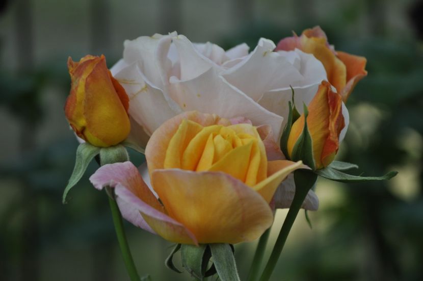 _DSC0419 - VARA 2021_3