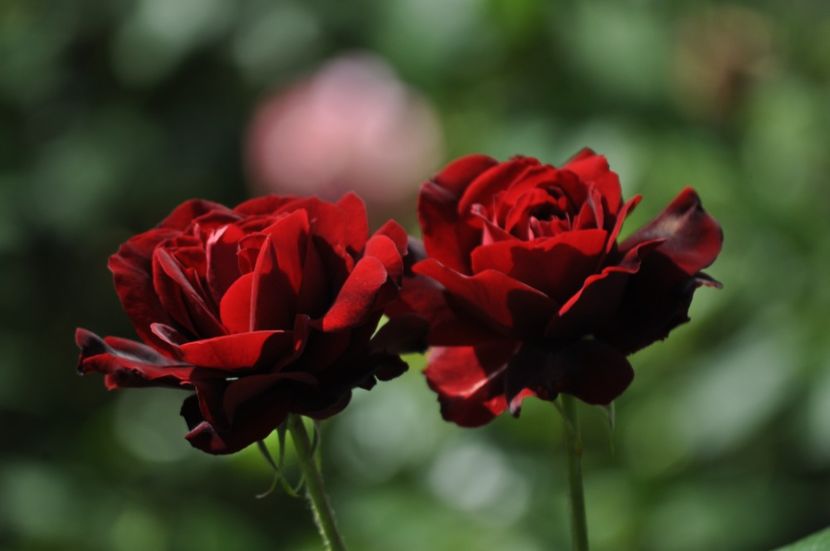 _DSC0420 - VARA 2021_3