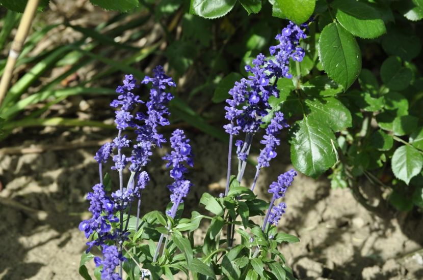 _DSC0426 - VARA 2021_3