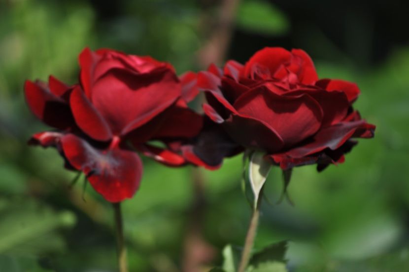 _DSC0428 - VARA 2021_3