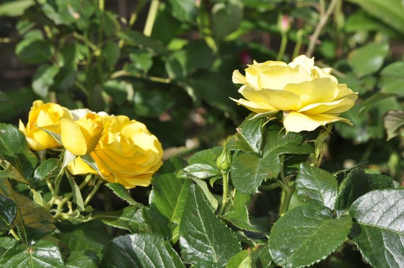 _DSC0436 - VARA 2021_3