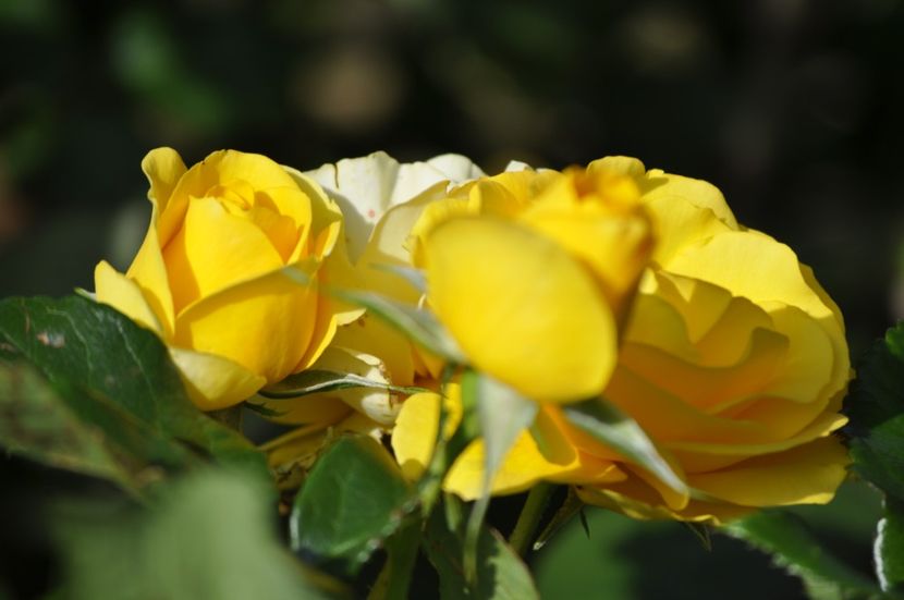 _DSC0437 - VARA 2021_3