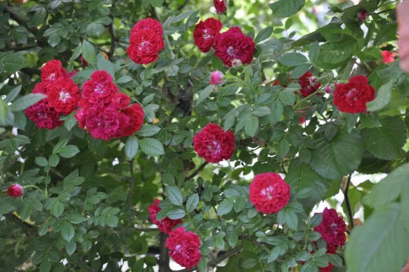 _DSC0440 - VARA 2021_3