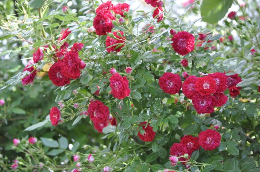 _DSC0441 - VARA 2021_3