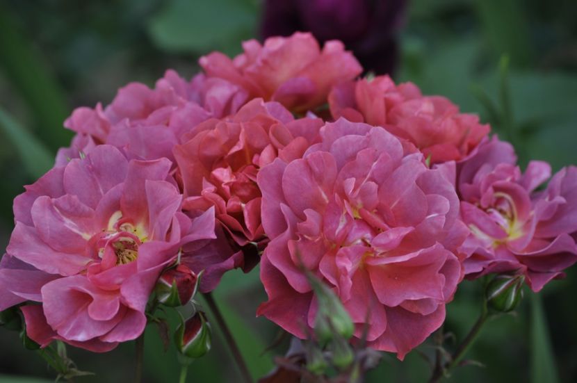 _DSC0454 - VARA 2021_3