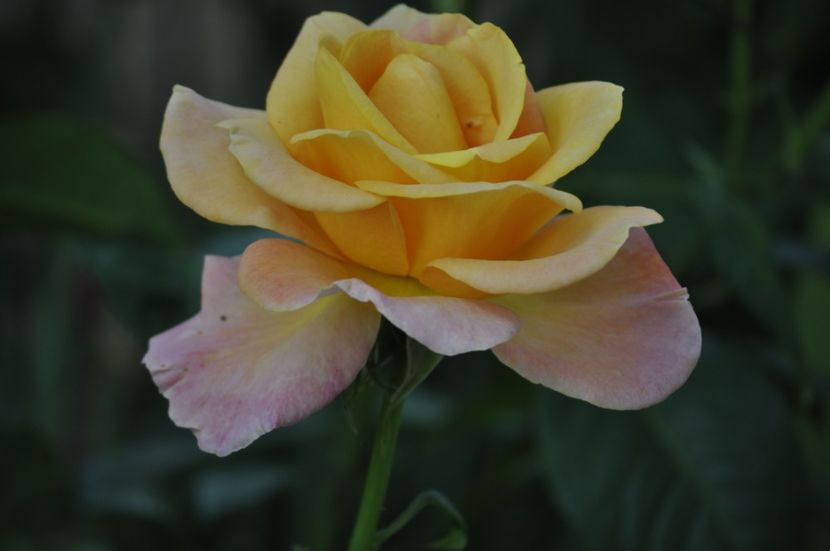 _DSC0459 - VARA 2021_3