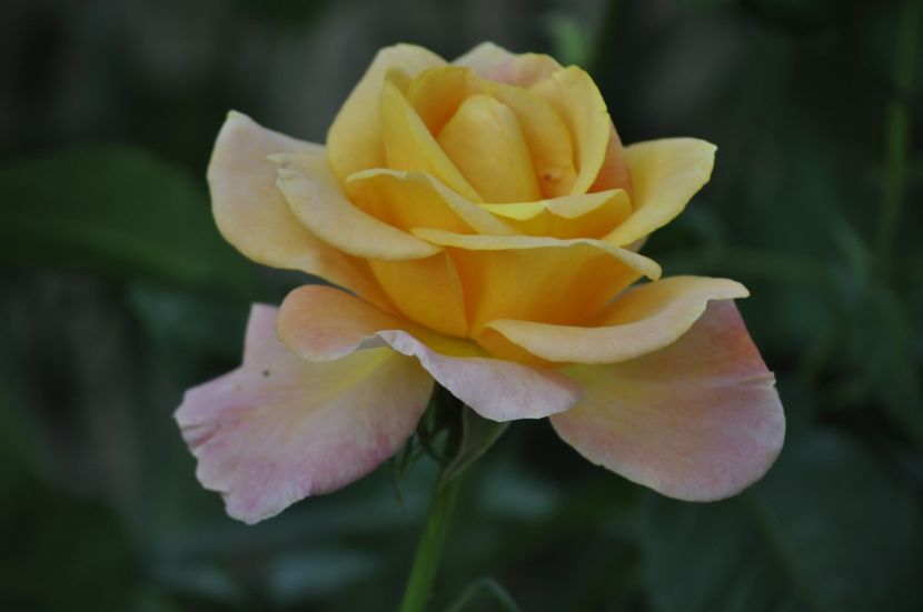 _DSC0460 - VARA 2021_3