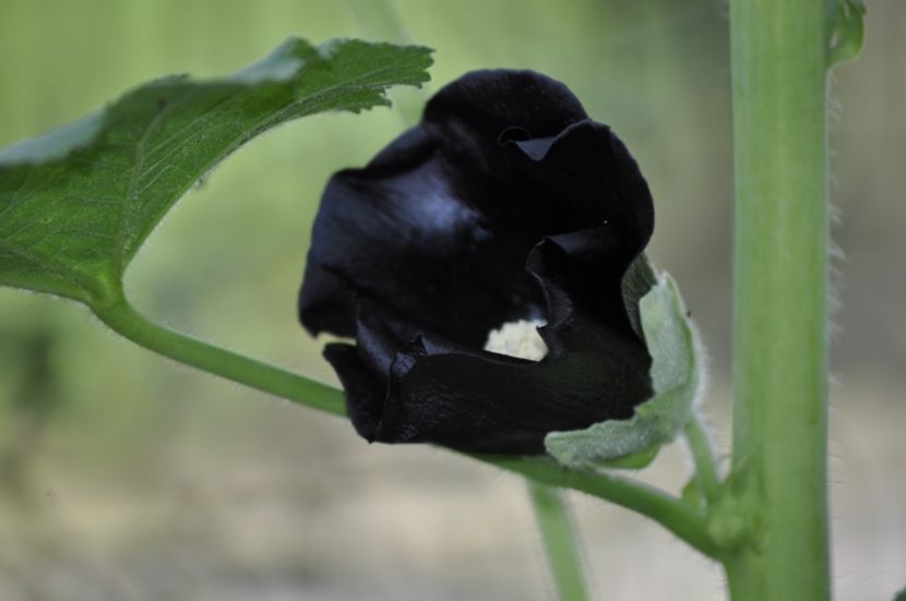 _DSC0462 - VARA 2021_3