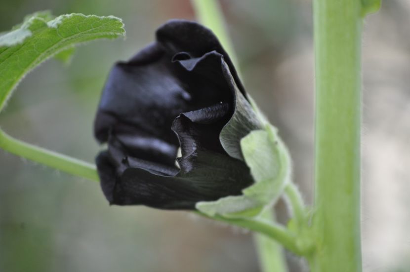 _DSC0463 - VARA 2021_3