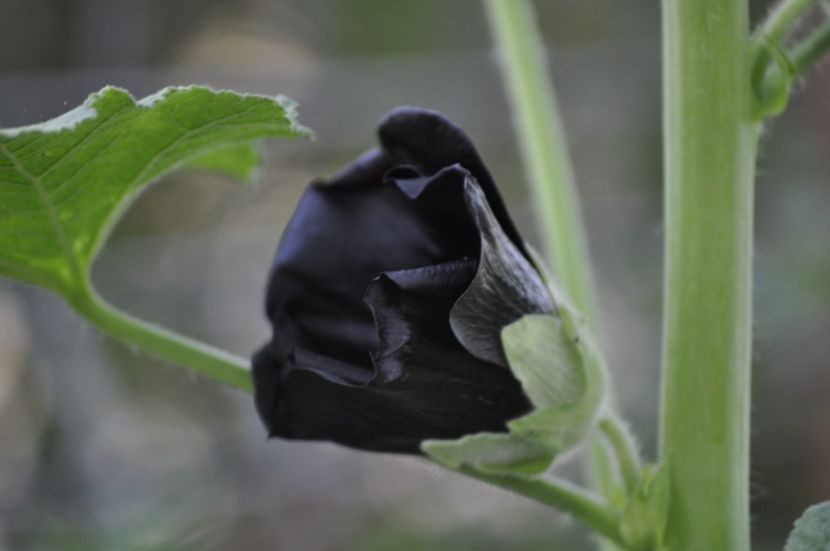 _DSC0464 - VARA 2021_3