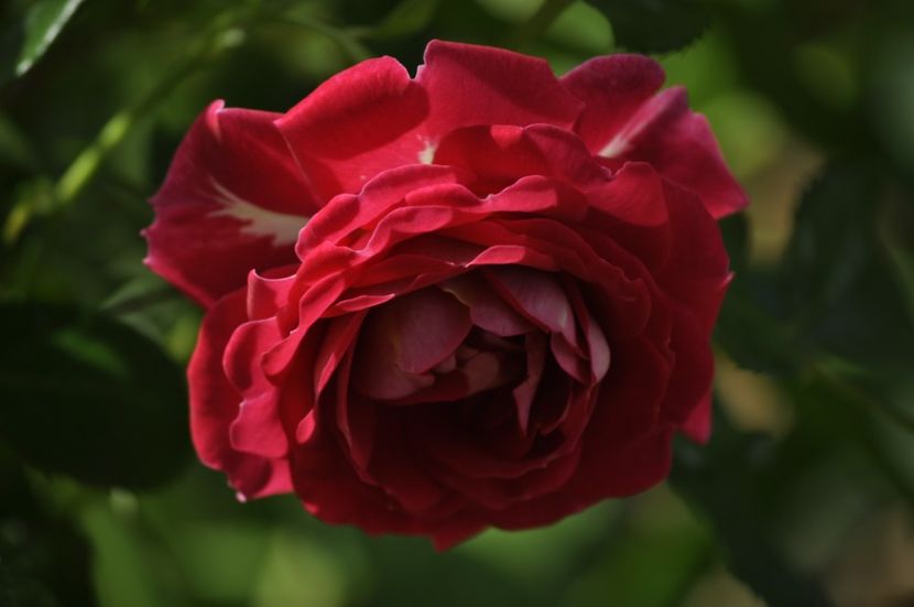 _DSC0468 - VARA 2021_3